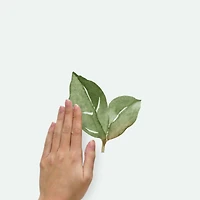 RoomMates Leaf Twig Peel & Stick Giant Wall Decals