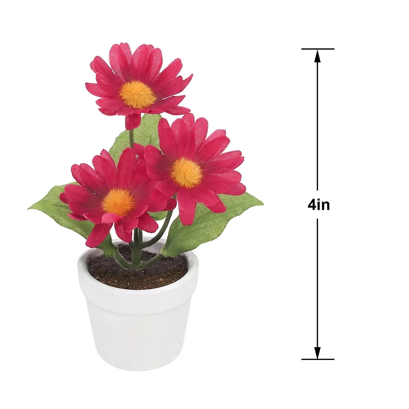 4" Daisy Arrangement in White Container by Ashland