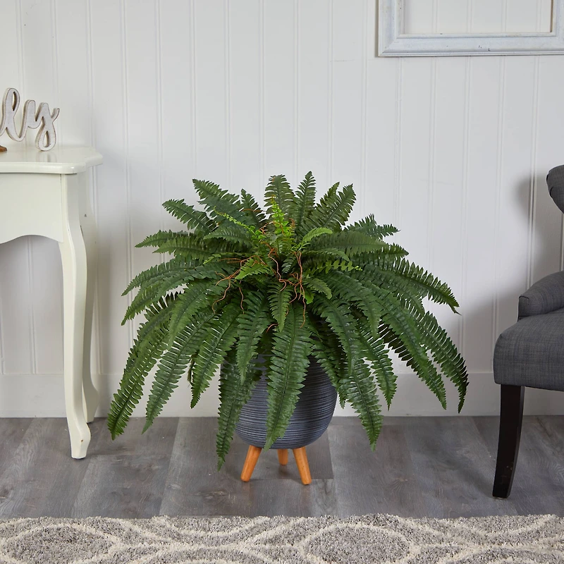 2.5ft. Boston Fern in Gray Planter with Legs