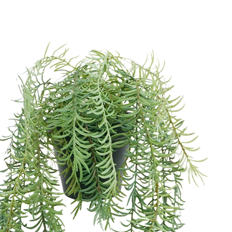 18" Potted Rosemary Plant by Ashland®