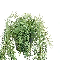 18" Potted Rosemary Plant by Ashland®