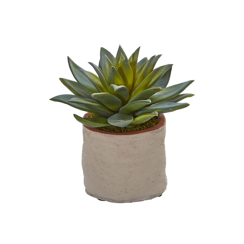 6" Potted Mixed Succulent Plants, 4ct.