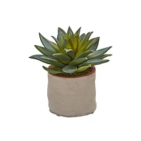 6" Potted Mixed Succulent Plants, 4ct.