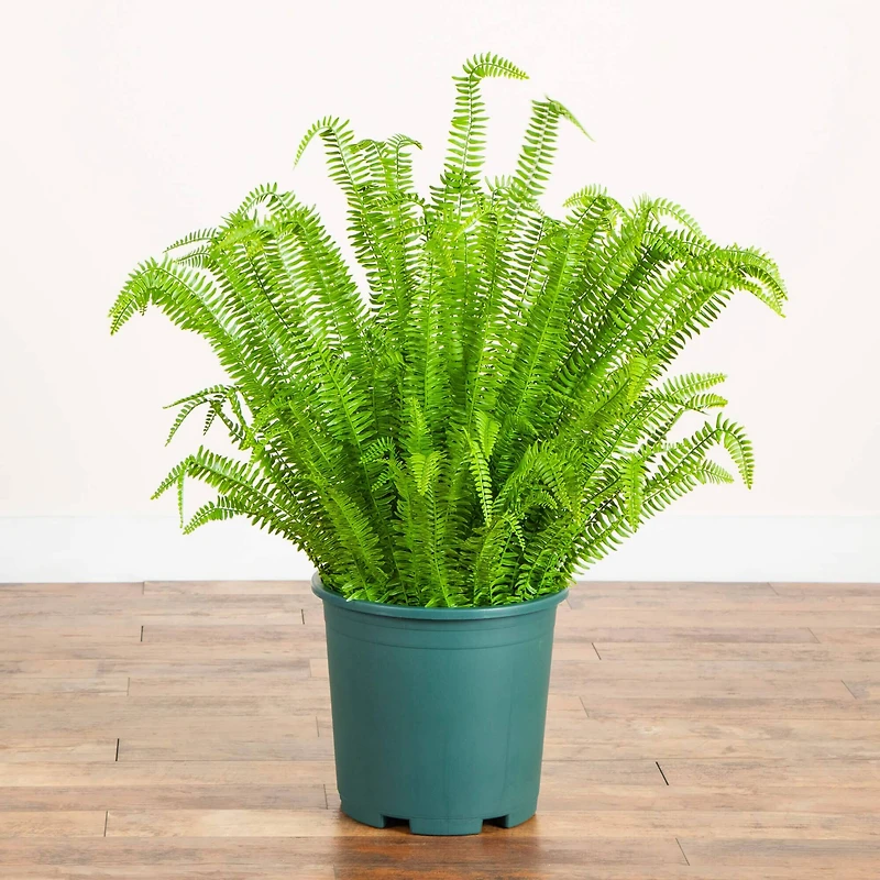 4ft. UV Resistant Artificial Boston Fern Plant with Real Touch Leaves (Indoor/Outdoor)