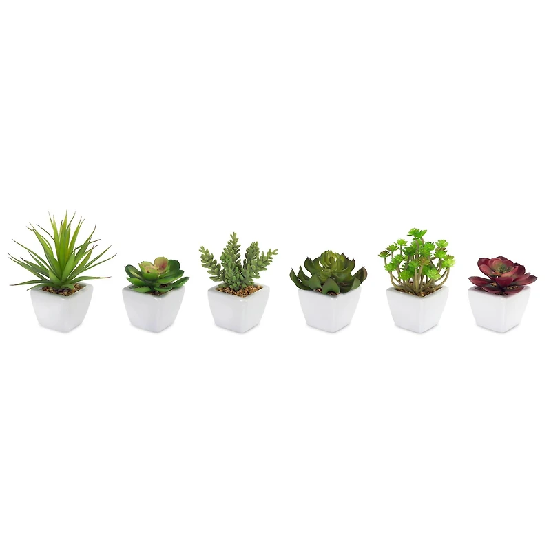 7" Potted Succulent Set