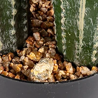 Hello Honey® Round Faux Green Pachycereus Cactus in Plastic Pot