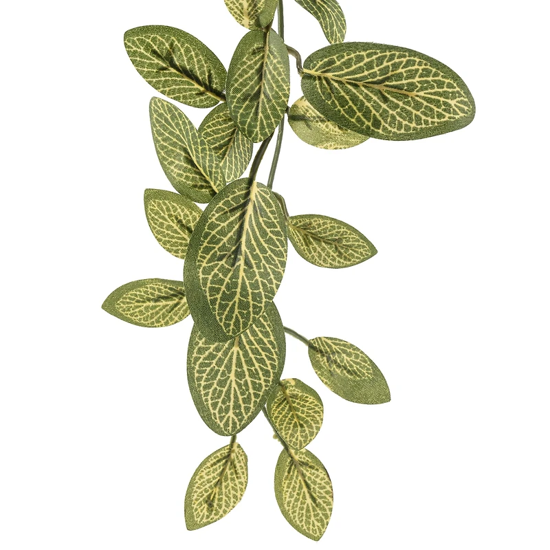 Fittonia Hanging Bush Classic Greeery by Ashland®