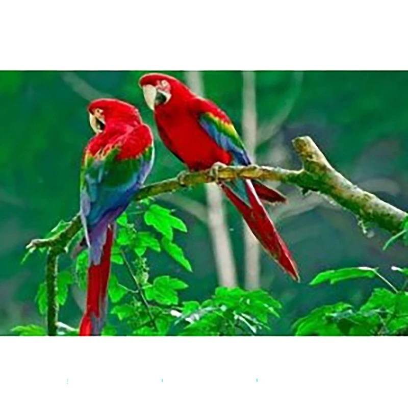 Sparkly Selections Green Winged Macaw Diamond Painting Kit, Square Diamonds