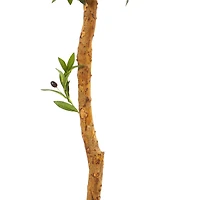 5.5ft. Potted Olive Topiary Tree