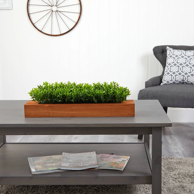 6" Sweet Grass Plant in Decorative Planter