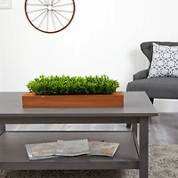 6" Sweet Grass Plant in Decorative Planter