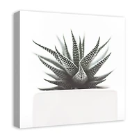 Muted Aloe Plant 20" x 20" Canvas Wall Art