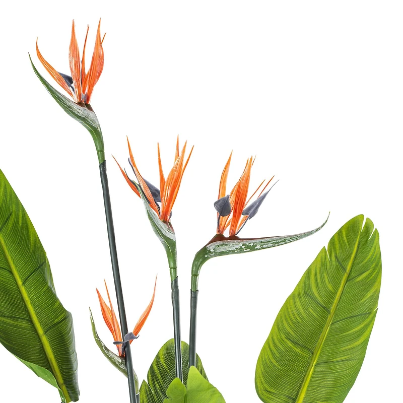 5ft. Potted Bird of Paradise Palm Tree