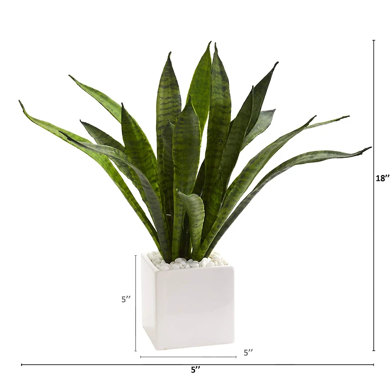 18" Snake Plant in White Planter