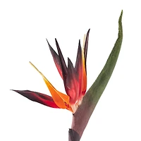Tropical Bird of Paradise Stem by Ashland®