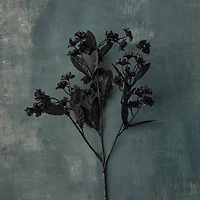 12 Pack: Black Double Baby's Breath Spray by Ashland®