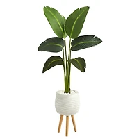 5ft. Travelers Palm Plant in White Planter with Stand