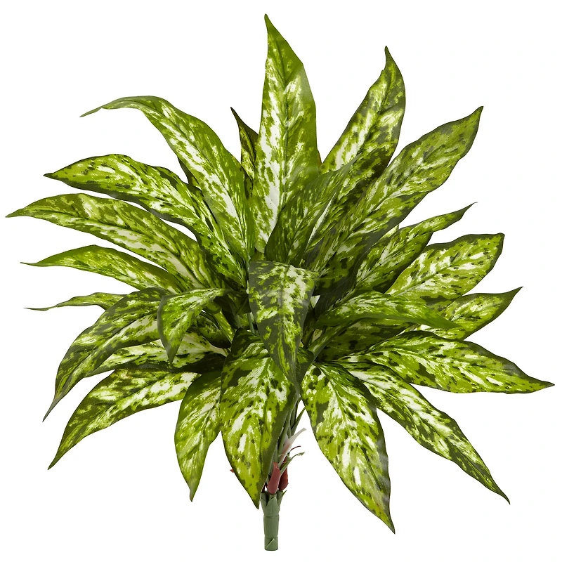Chinese Evergreen Bush, 4ct.