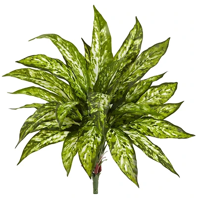 Chinese Evergreen Bush, 4ct.
