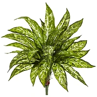 Chinese Evergreen Bush, 4ct.