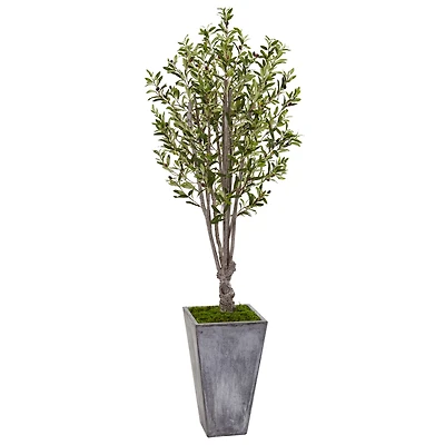 6ft. Olive Tree in Stone Planter