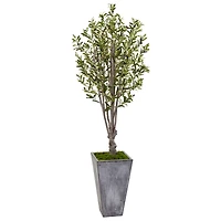 6ft. Olive Tree in Stone Planter