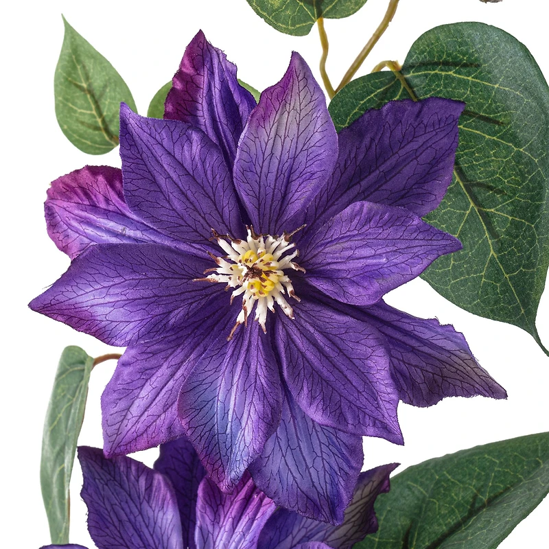 12 Pack: Purple Clematis Stem by Ashland®