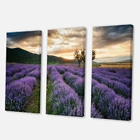 Designart - Sunrise & Dramatic Clouds Over Lavender Field VII