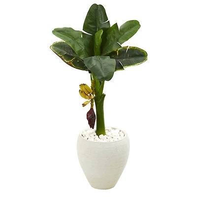 3ft. Banana Tree in White Planter