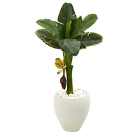 3ft. Banana Tree in White Planter