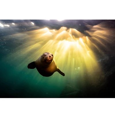 Sparkly Selections Seal Underwater 40x50 cm Round