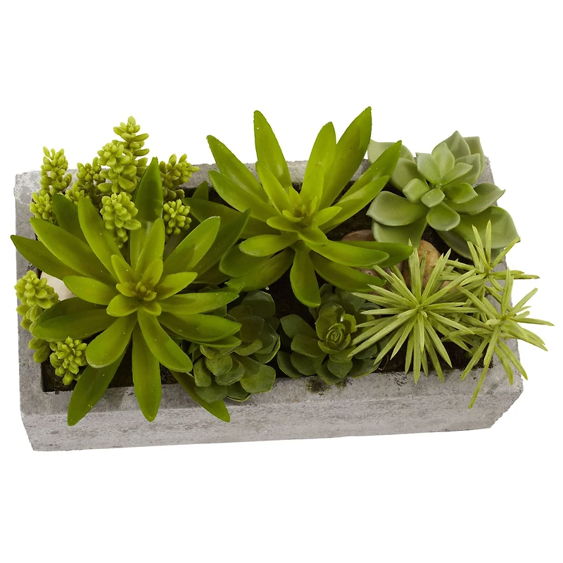 13" Succulent Garden with Concrete Planter 