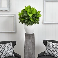 2.5ft Dumb Cane Plant in White Planter