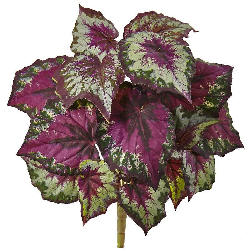 16" Begonia Bush, 6ct.