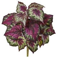 16" Begonia Bush, 6ct.