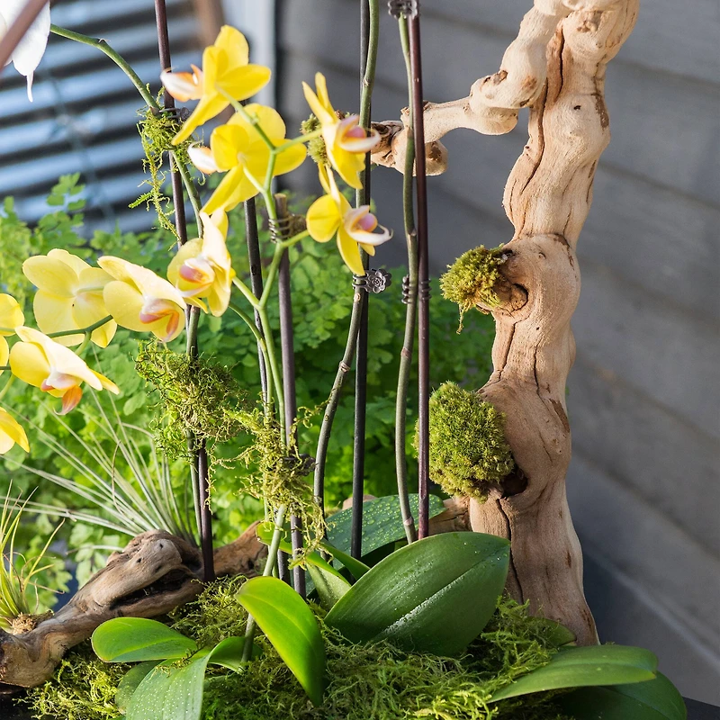 SuperMoss® Preserved Moss