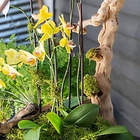 SuperMoss® Preserved Moss