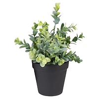 10" Green Chinaberry Plant in Black Pot