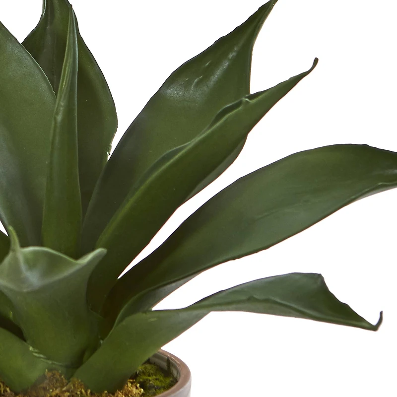 14" Agave Succulent in Decorative Planter