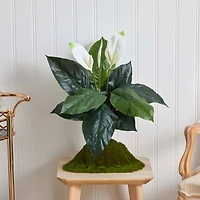 White Peace Lily Plant, 3ct.