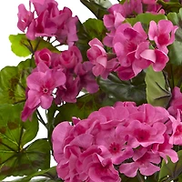Pink & Green Geranium Bush, 3ct.