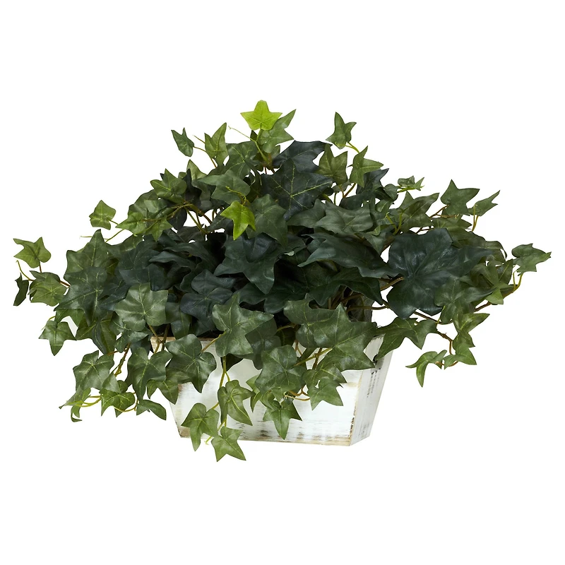 14" Ivy in White Planter