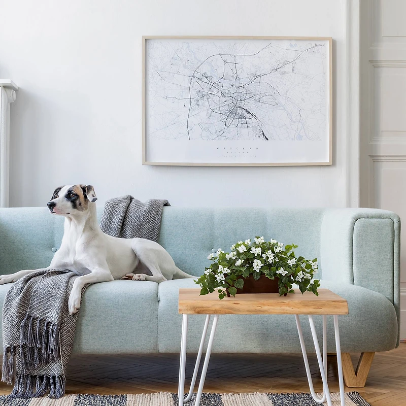 18'' White Bougainvillea Plant in Brown Planter