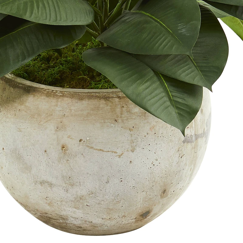 2ft. Artificial Rubber Plant in Stone Planter