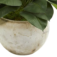 2ft. Artificial Rubber Plant in Stone Planter