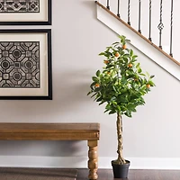 4ft. Potted Orange Tree