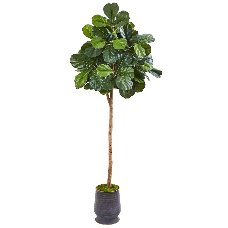 6.7ft. Fiddle Leaf Fig Tree in Metal Planter