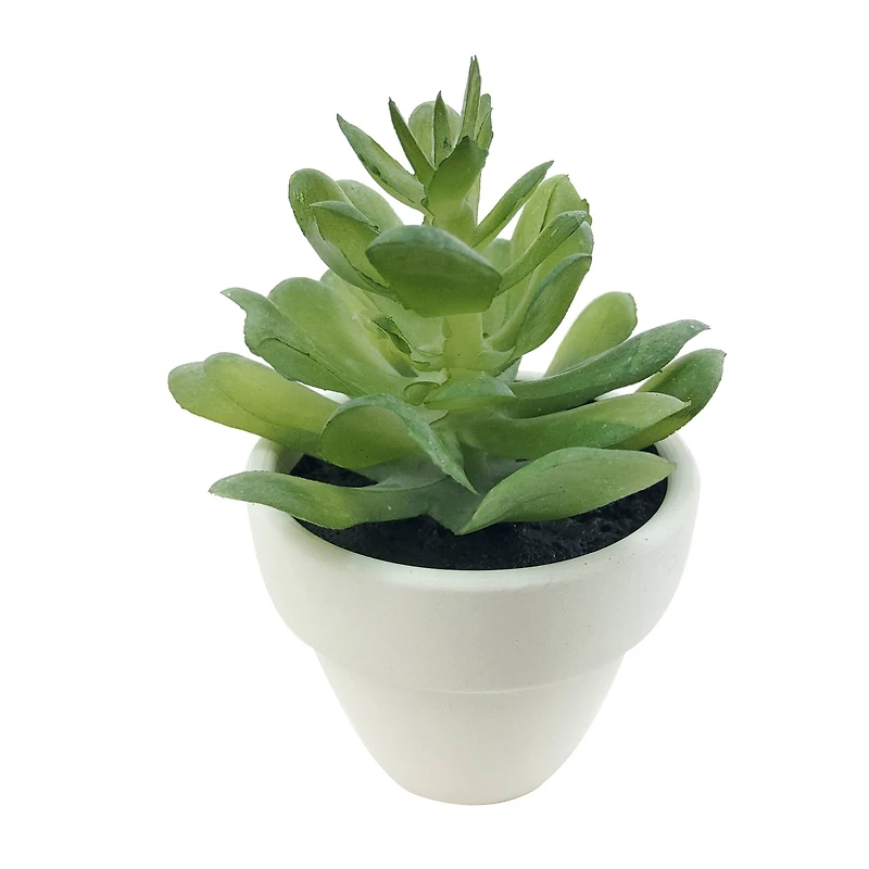 Assorted Micro Premade Succulent, 1pc. by Ashland®