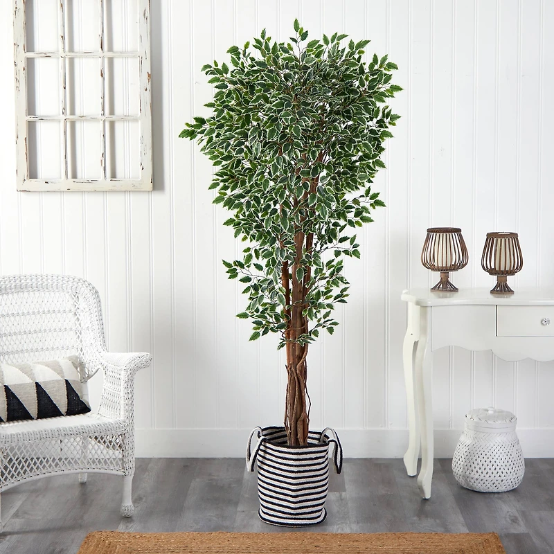 6ft. Variegated Ficus Tree in Handmade Black & White Natural Jute & Cotton Planter