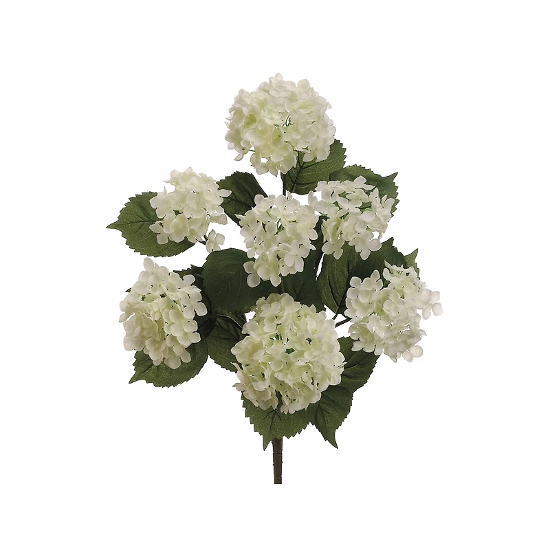 Cream Hydrangea Bush